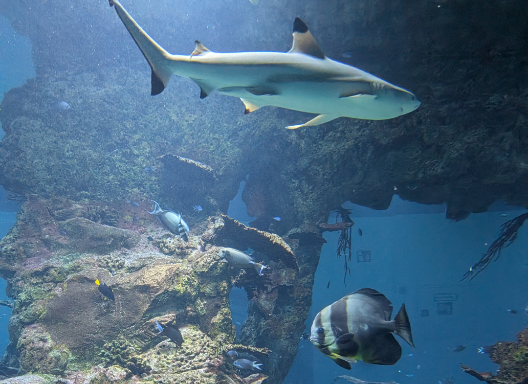 STC Weihnachtsfeier 2025