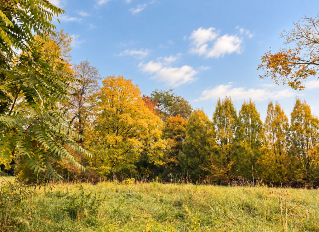 Blick auf den herbstlichen Park
